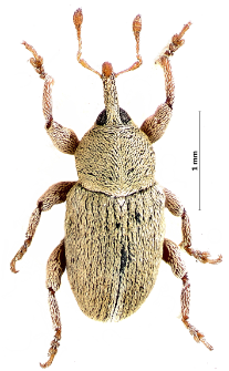 Tychius junceus (Reich, 1797)