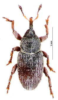 Tychius picirostris (Fabricius, 1787)