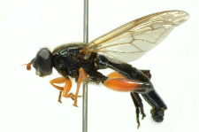 Chalcosyrphus valgus (Gmelin, 1790)