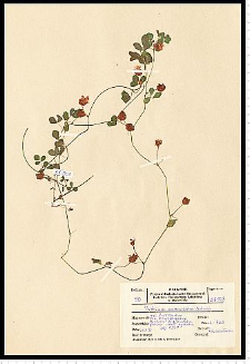 Trifolium campestre Schreb.