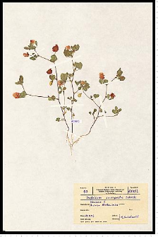 Trifolium campestre Schreb.