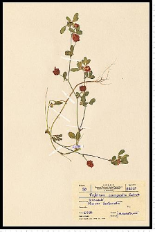 Trifolium campestre Schreb.