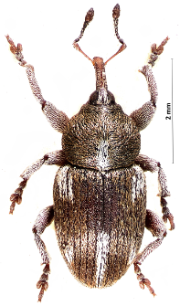 Tychius quinquepunctatus (Linnaeus, 1758)