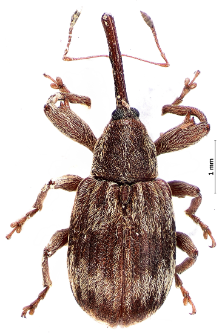 Anthonomus rectirostris (Linnaeus, 1758)