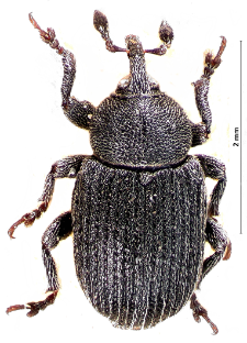 Rhinusa linariae (Panzer, 1796)