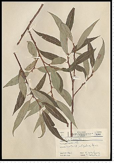 Salix fragilis L.