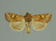 Amphipoea oculea (Linnaeus, 1761)