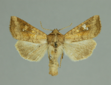 Amphipoea oculea (Linnaeus, 1761)