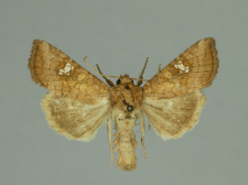 Amphipoea oculea (Linnaeus, 1761)