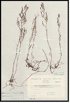 Rumex tenuifolius (Wallr.) Á. Löve