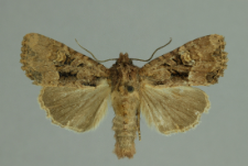 Mesapamea secalis (Linnaeus, 1758)