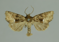 Oligia strigilis (Linnaeus, 1758)