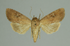 Apamea lateritia (Hufnagel, 1766)