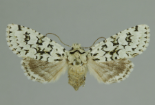 Griposia aprilina (Linnaeus, 1758)