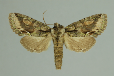 Allophyes oxyacanthae (Linnaeus, 1758)