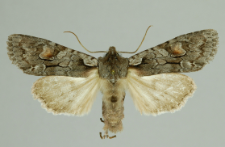 Lithophane furcifera (Hufnagel, 1766)