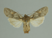 Lithophane furcifera (Hufnagel, 1766)