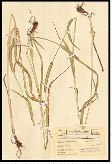 Phleum pratense L.