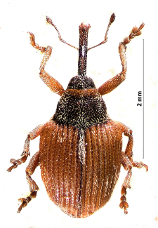 Coeliodinus rubicundus (Herbst, 1795)