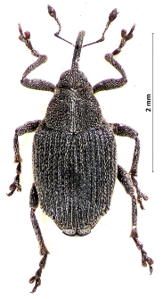 Ceutorhynchus assimilis (Paykull, 1792)