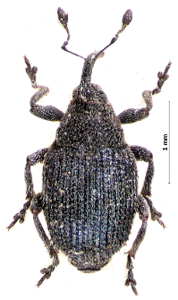 Ceutorhynchus chalybaeus Germar, 1824