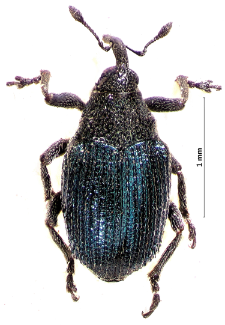Ceutorhynchus erysimi (Fabricius, 1787)