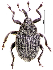 Ceutorhynchus hampei Brisout, 1869