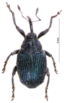 Ceutorhynchus ignitus Germar, 1824