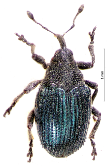 Ceutorhynchus minutus (Reich, 1797)