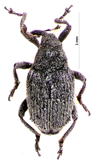 Ceutorhynchus nanus Gyllenhal, 1837