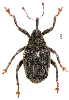 Ceutorhynchus pallidactylus (Marsham, 1802)