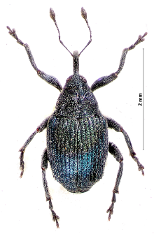 Ceutorhynchus pervicax Weise, 1883
