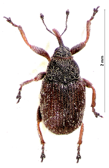 Ceutorhynchus pyrrhorhynchus (Marsham, 1802)