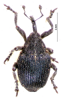 Ceutorhynchus scapularis Gyllenhal, 1837