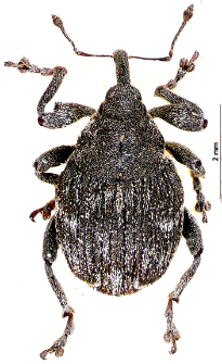 Mogulones abbreviatulus (Fabricius, 1792)