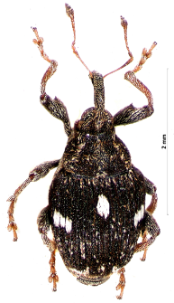Mogulones asperifoliarum (Gyllenhal, 1813)