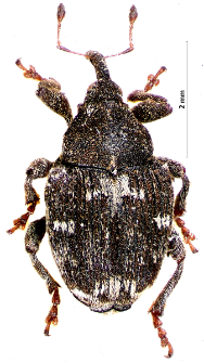Mogulones crucifer (Pallas, 1771)