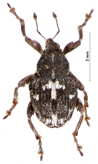 Mogulones javetii (Gerhardt, 1867)