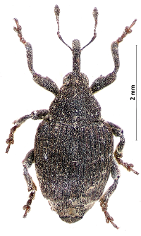 Mogulones pallidicornis (Gougelet & Brisout, 1860)