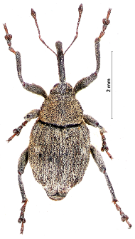 Mogulones raphani (Fabricius, 1792)