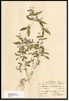 Galeopsis ladanum L.