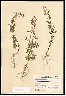 Galeopsis ladanum L.