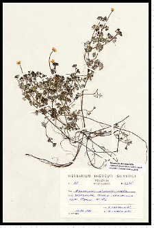 Batrachium circinatum (Sibth.) Fr.