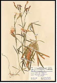 Dianthus speciosus Rchb.