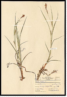 Carex hirta L.