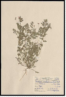 Erodium cicutarium (L.) L'Hér.