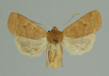 Conistra vaccinii (Linnaeus, 1761)