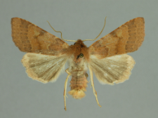 Agrochola helvola (Linnaeus, 1758)