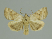 Cosmia trapezina (Linnaeus, 1758)