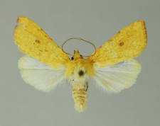 Xanthia icteritia (Hufnagel, 1766)